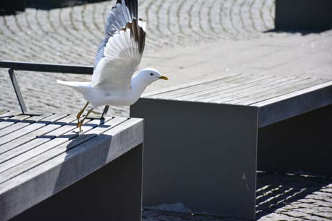 Möwe beim Abflug in Klippan